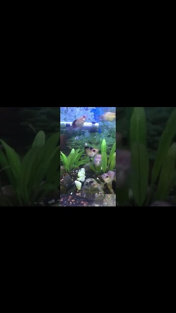 Cute and Amazing Fish. #ofwkuwait #stressrelief