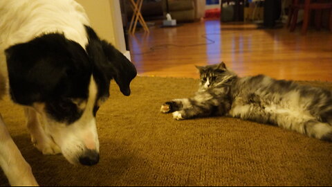 Response to Donald Trumps eating the cat and dogs (please...don't eat willy!)