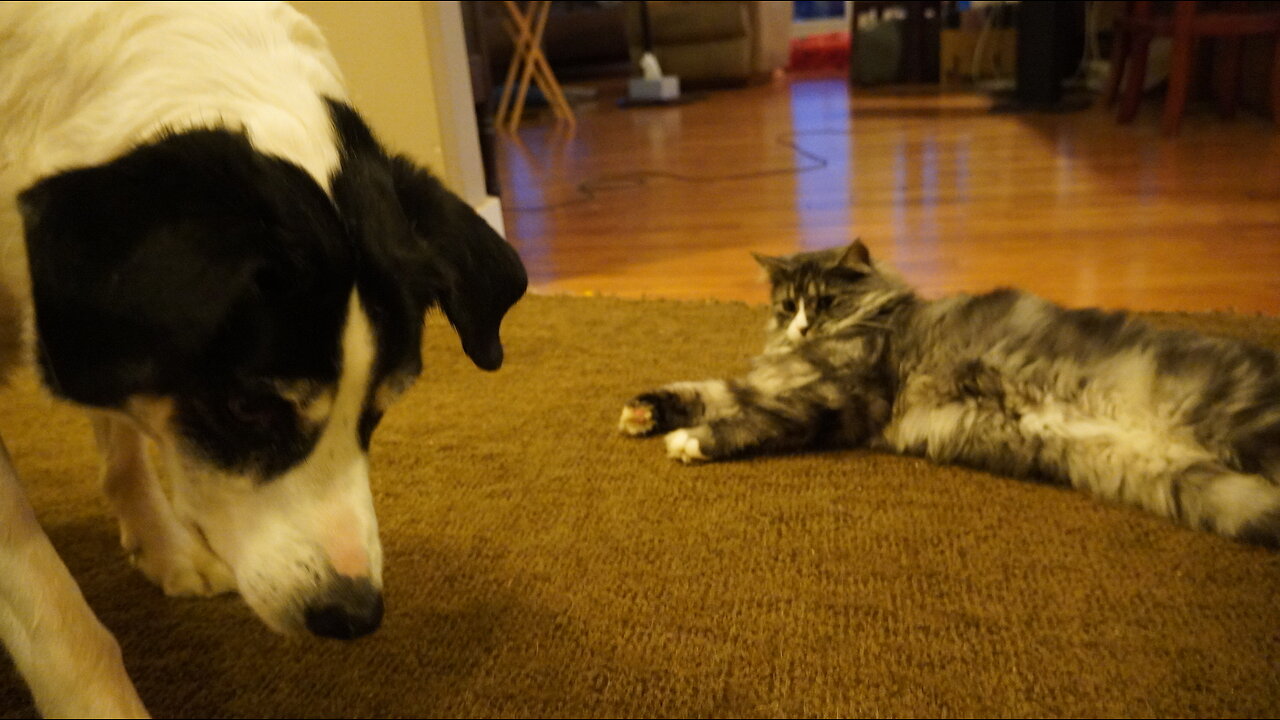 Response to Donald Trumps eating the cat and dogs (please...don't eat willy!)