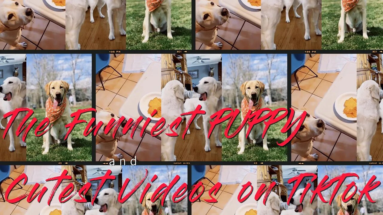 Most Viral Labrador the Internet | FUNNIEST LAB videos 😂