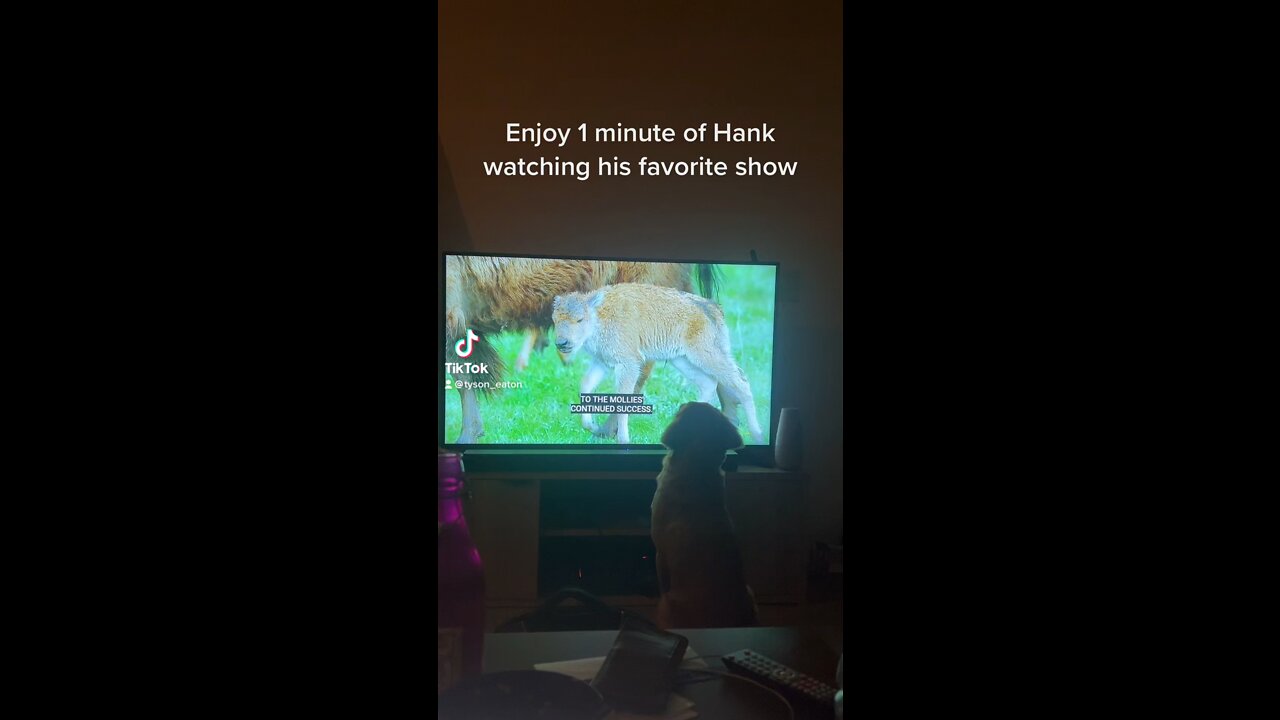 Enjoy 1 minute of Hank watching his favorite show