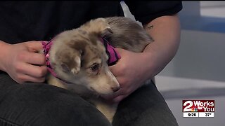 Pet of the Week: Snickerdoodle