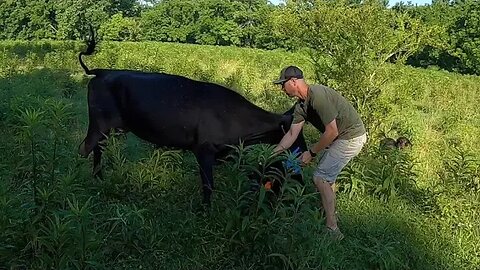 Another angry mama cow attacks & wrapping up first cutting of hay.