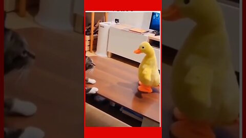 FUNNY CAT AND DUCK kids