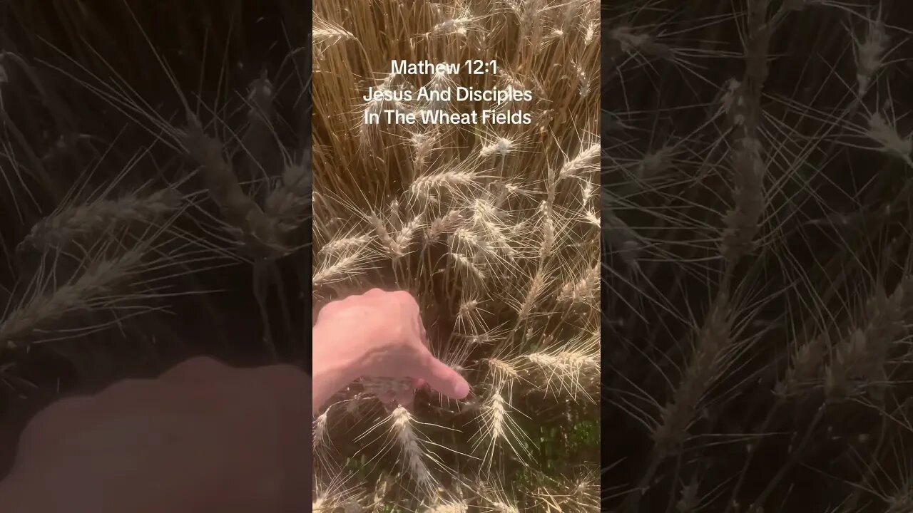 Join Jesus In The Wheat Fields