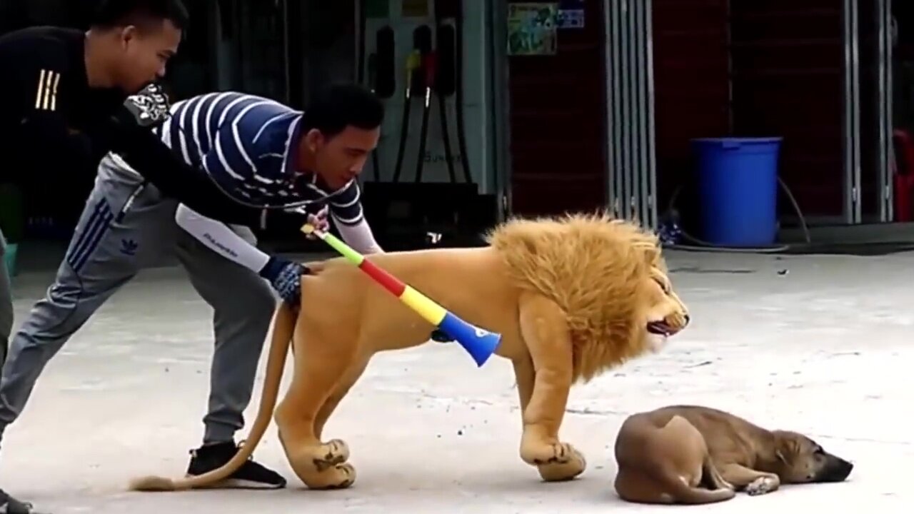 fake Lion and Fake Tiger Prank To dog - Huge Box Prank to dog So Funny 2022