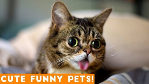 Cute And Funny Pets | Try Not To Laugh To These Pets Compilation