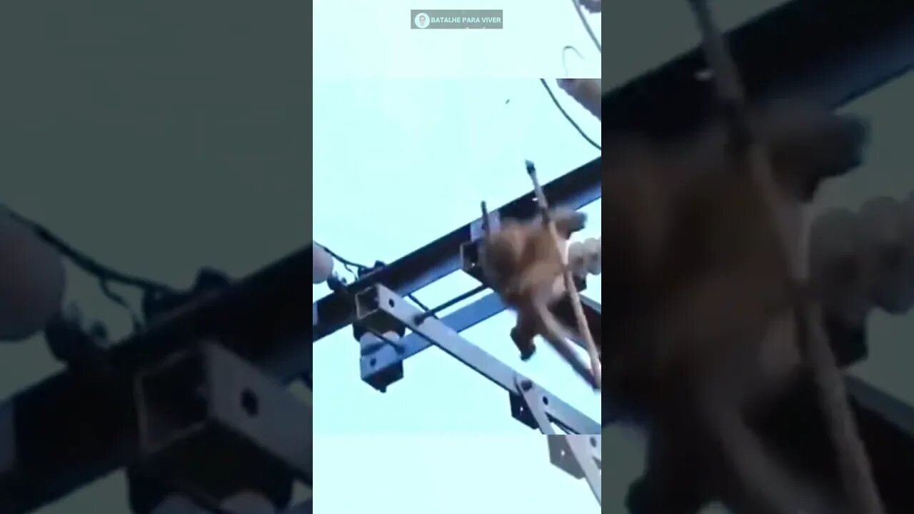 Tentaram, mas nao conseguiram reanimar macaco eletrocutado