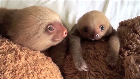 Really Funny Cute Little Baby Sloths