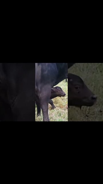 Buffalo Calf Flipped In The Air #shorts #MadeInMzanzi