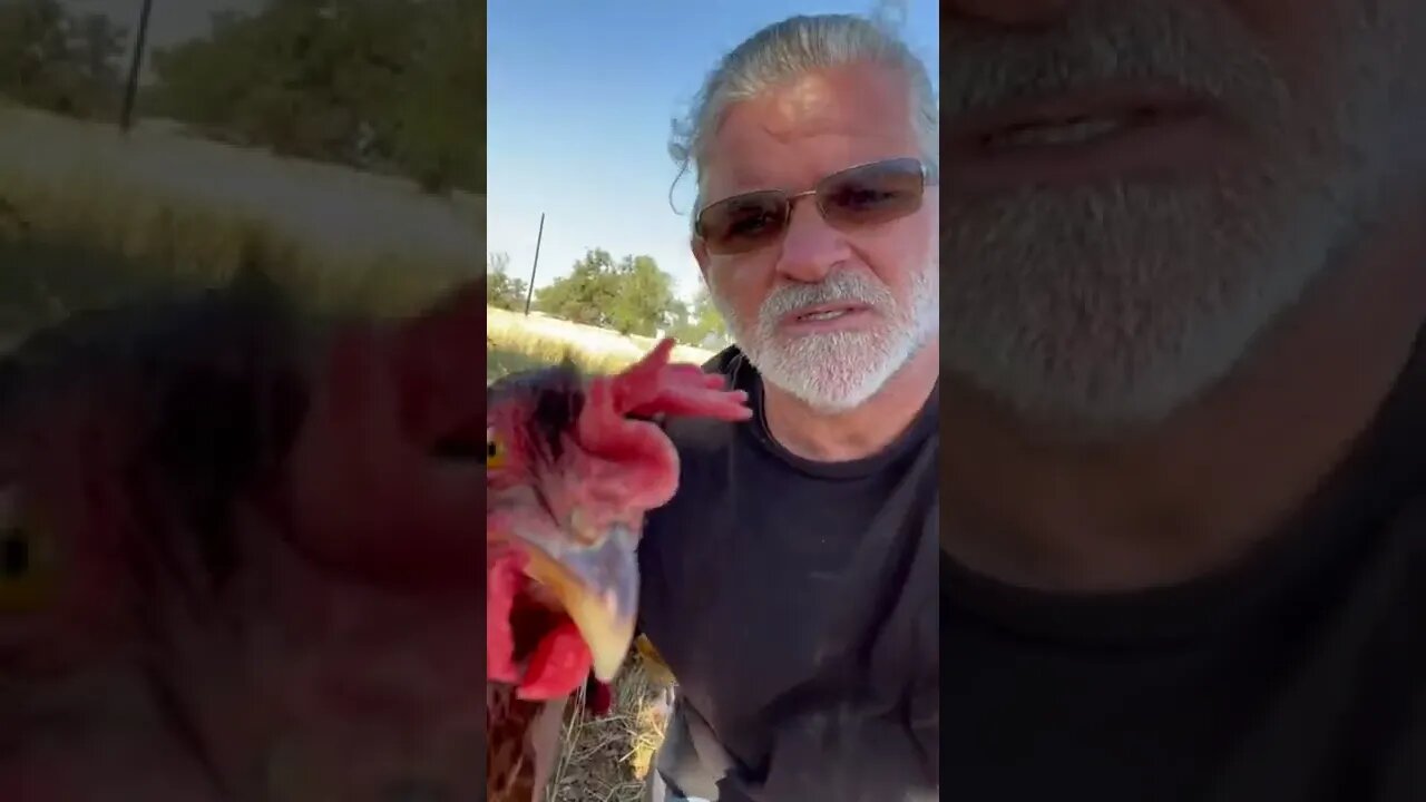 DuWayne Reed Chicken Troubles #shorts #chickens #troubles