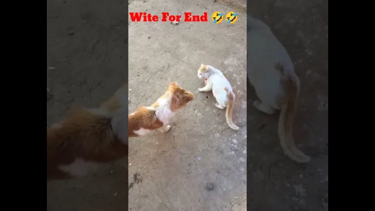 Cat destroy dogs carrier 🤣🤣