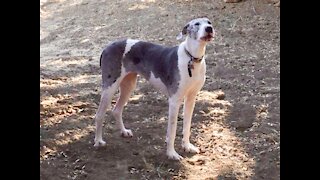 Little Puppy Meets Big Dog Sasha