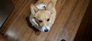 A corgi 4th of July