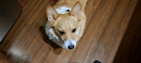 A corgi 4th of July