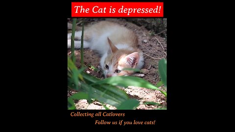 Cat Video #17