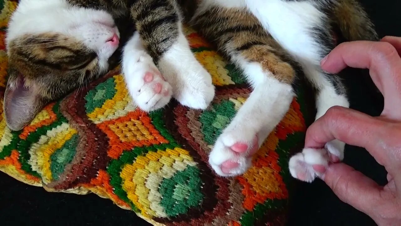 A Curled Up Cat