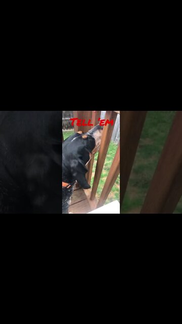 #BlueTick is going to Tell ‘em! #Shorts #shortsvideo #SmokeysSiblings #GBO