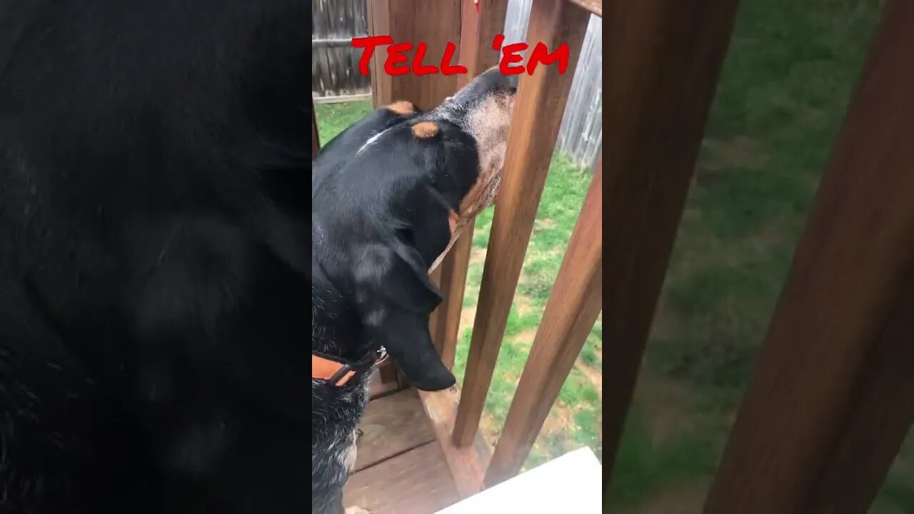 #BlueTick is going to Tell ‘em! #Shorts #shortsvideo #SmokeysSiblings #GBO