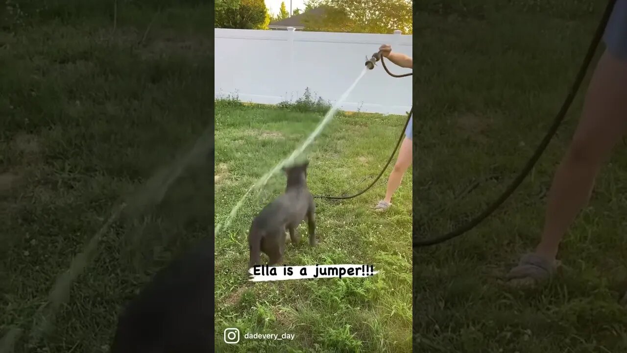 Pittie loves her hose! #shorts #funny #cute #pitbull