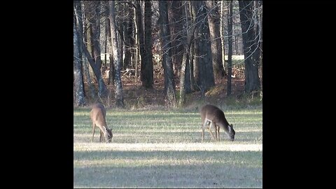 Deer in the Field