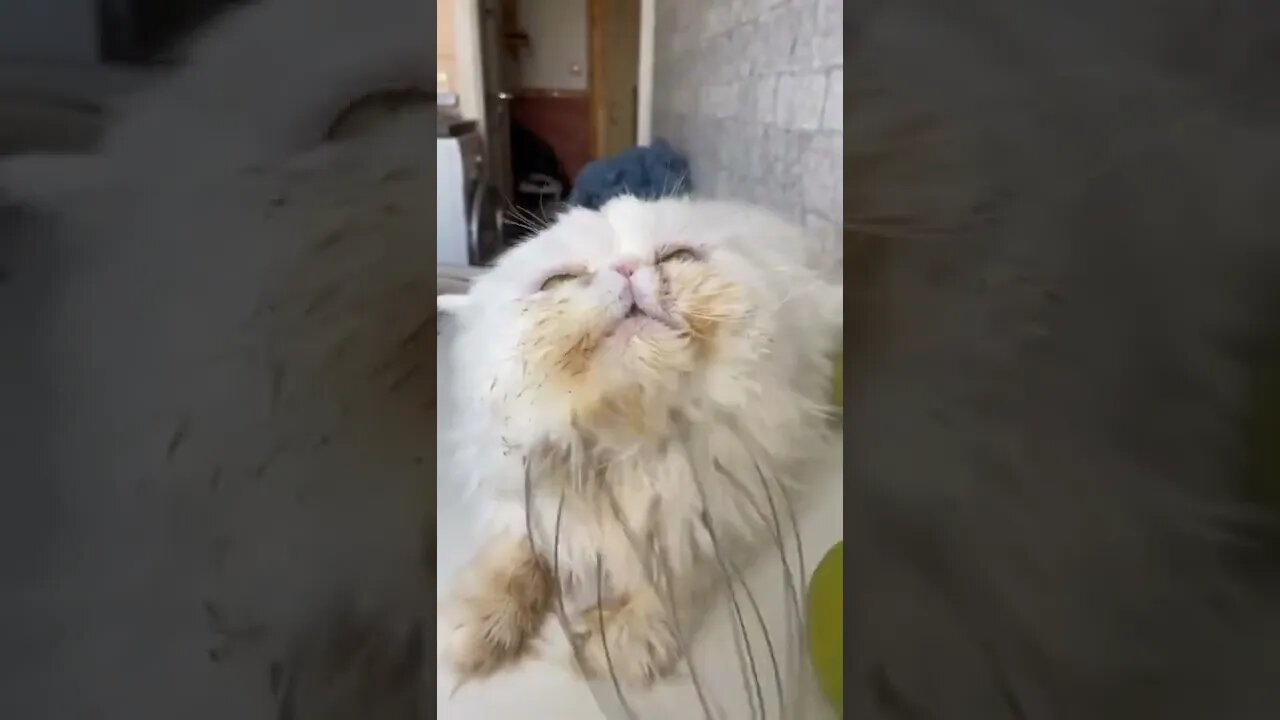 #shorts Смешные Коты Из Тик Тока 205 Funny Cats From Tiktok