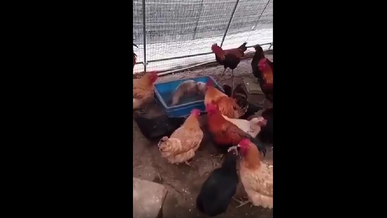 The farmer caught chickens holding illegal dog fights in the coop like this