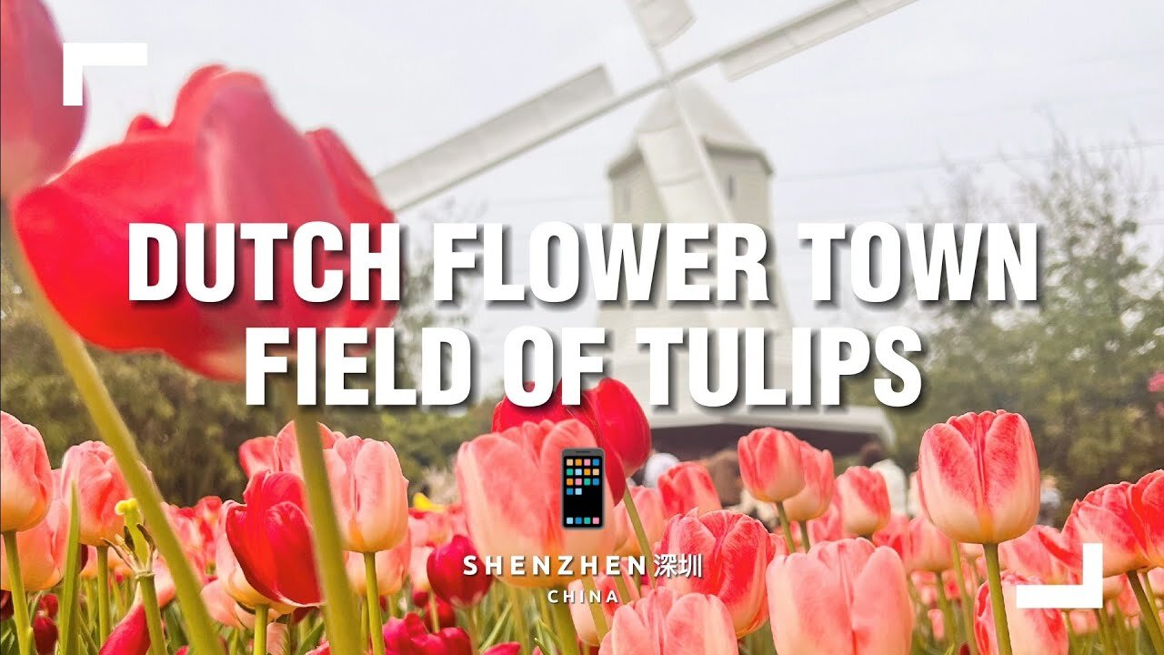 Beautiful Tulips at Dutch Flower Town in China! 🌷🇨🇳