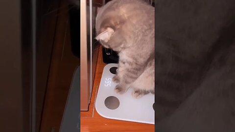 “No way, this scale must be broken human” 😂 #shorts #cat