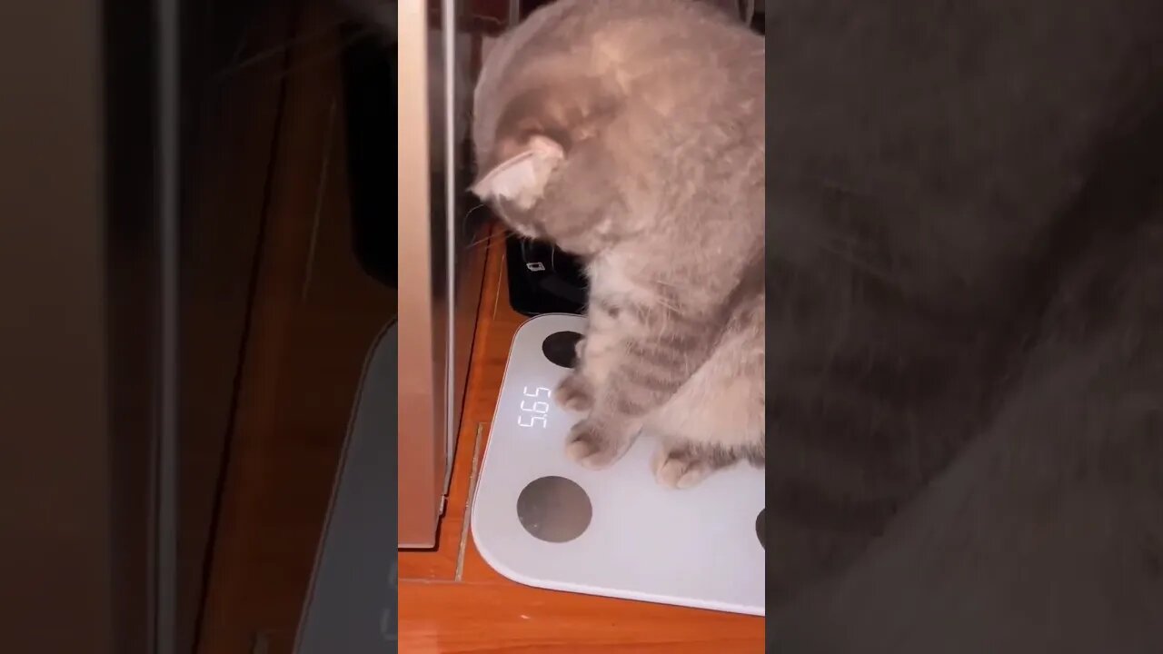 “No way, this scale must be broken human” 😂 #shorts #cat