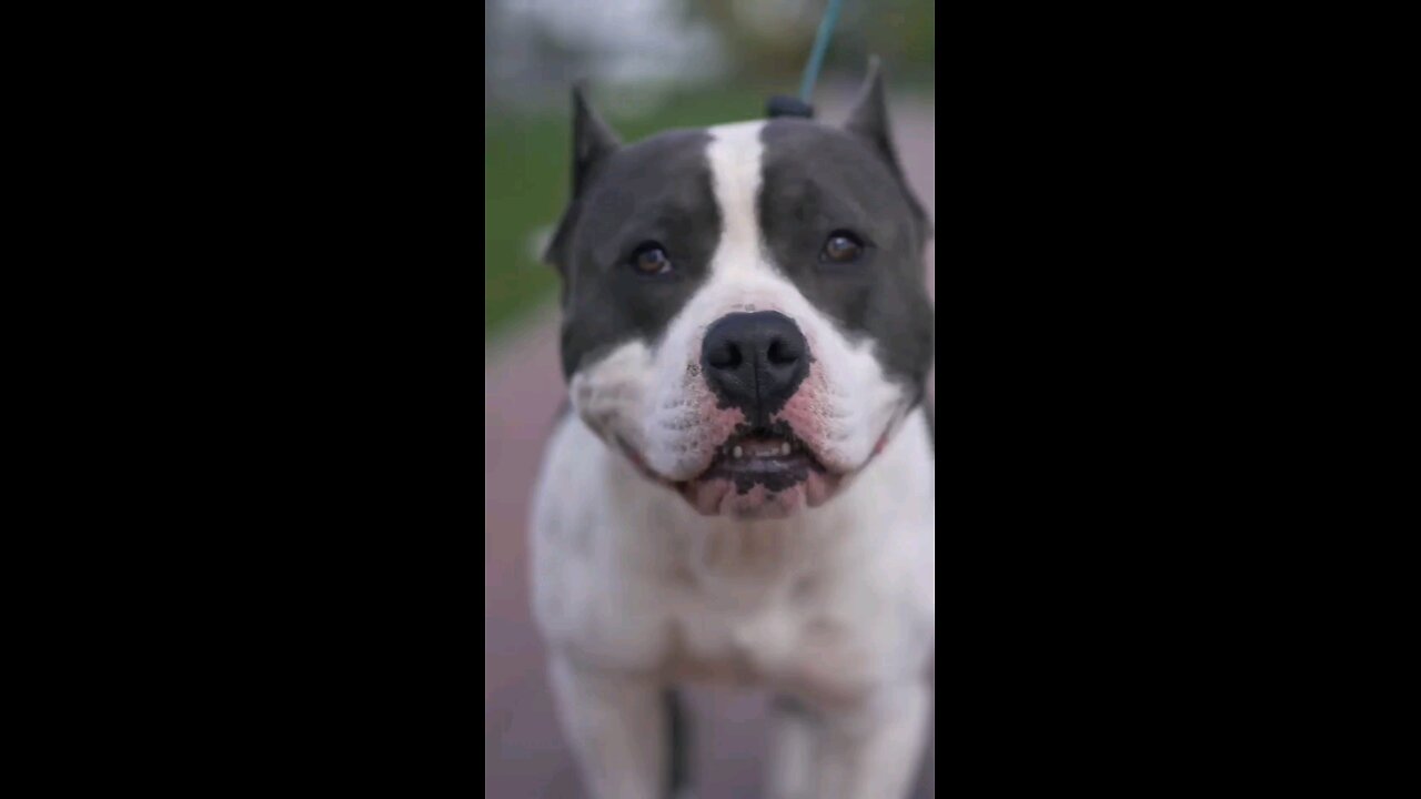 Can Pitbulls Get Along With Other Animals?
