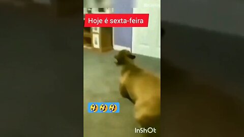 Ótima sexta-feira para você 😸