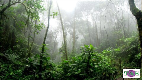 Relaxing rain in nature