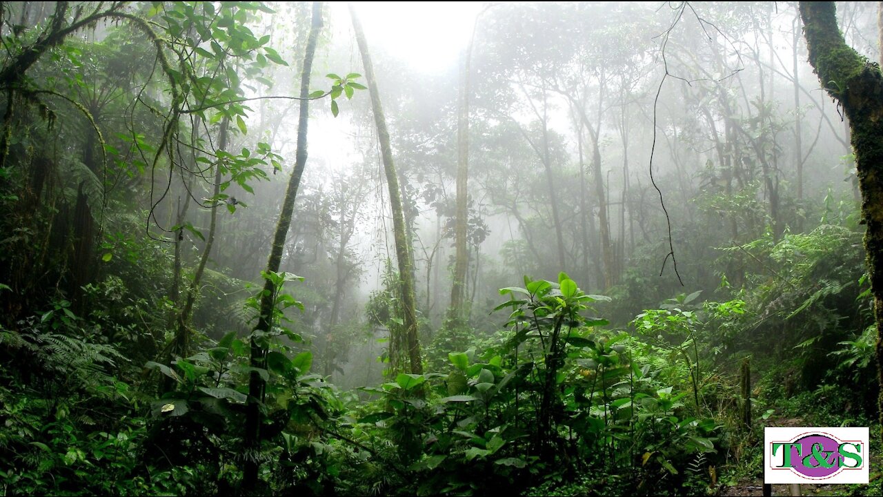 Relaxing rain in nature