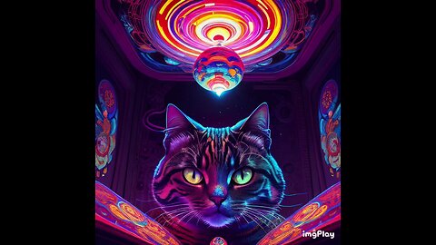 Cute Cat Picture ☯️