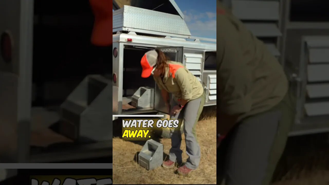 Best Traveling Dog Waterer For Hunting Season