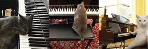 Tiktok Cat Funny video compilation || Tiktok Fan Club || Cat playing piano