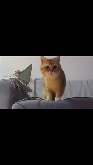 Cats Sync Their Dance Moves For The Camera