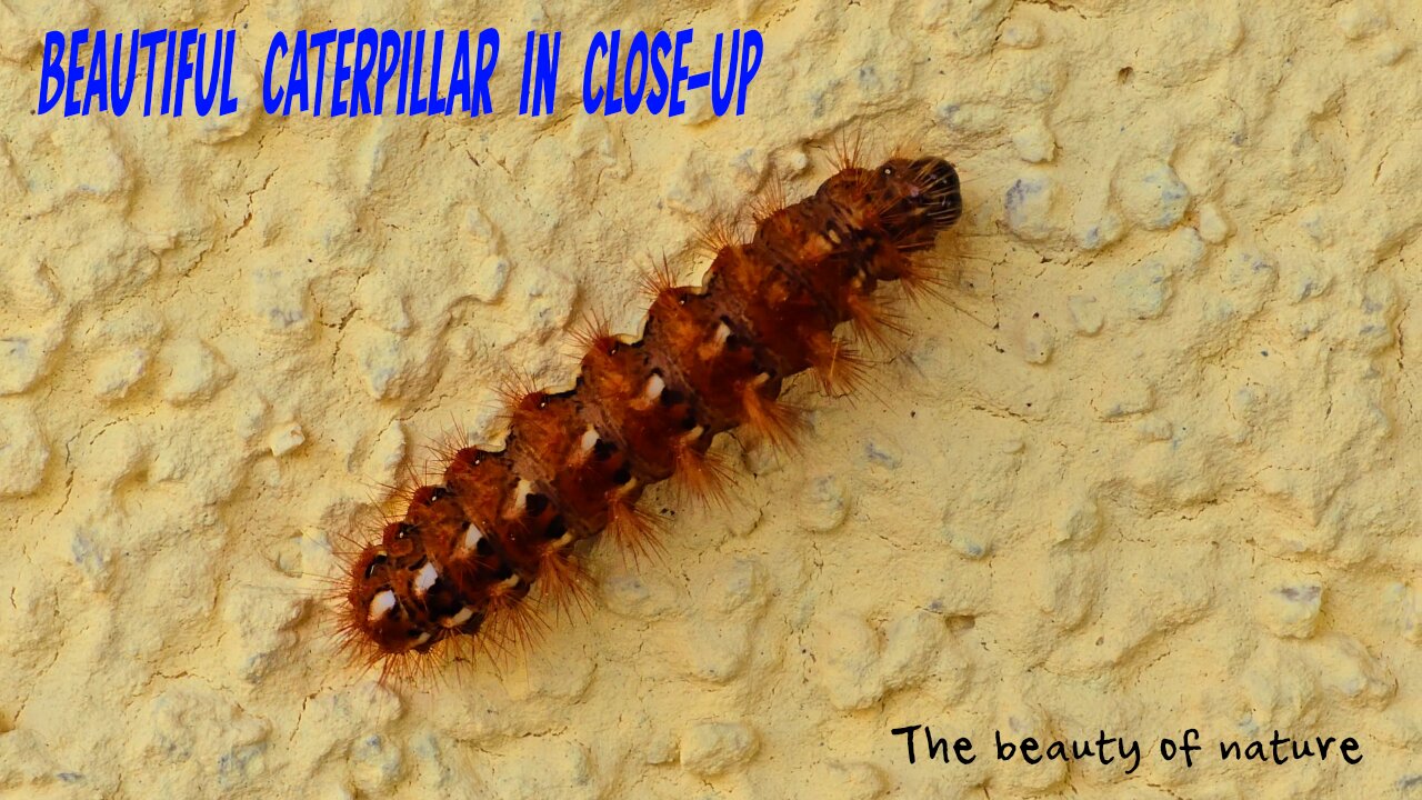 Caterpillar on house wall / beautiful caterpillar in close-up / beautiful animal.