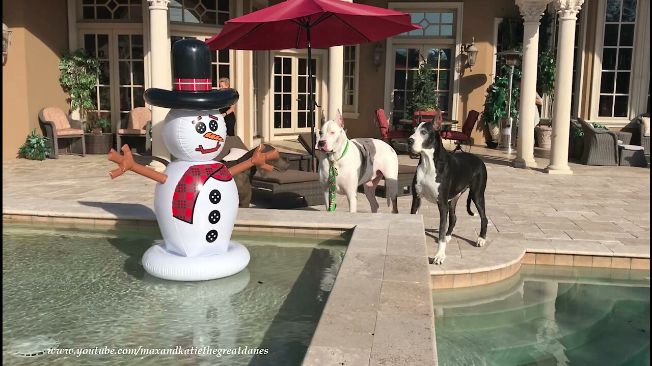 Talkative Great Danes Check Out The Florida Snowman In Their Pool