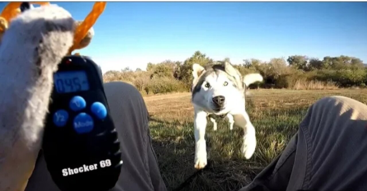 Siberian Husky Reacts To Electric Training Collar will it Stop Gigging