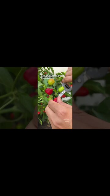 Harvesting Pretty N Sweet Peppers #shorts #garden