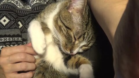 Kitten Purrs in My Arms