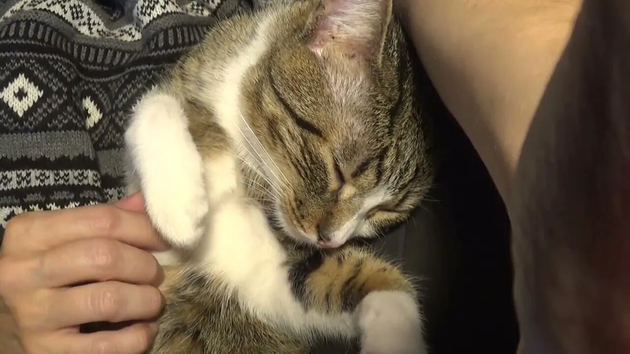 Kitten Purrs in My Arms
