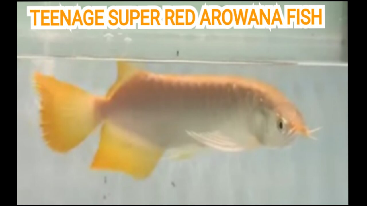 TEENAGE SUPER RED AROWANA FISH