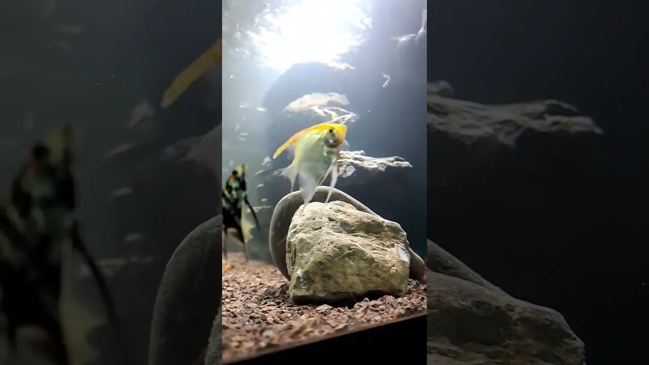 #angelfish #aquarium #fish #fishkeeping #bigtank #subscribe