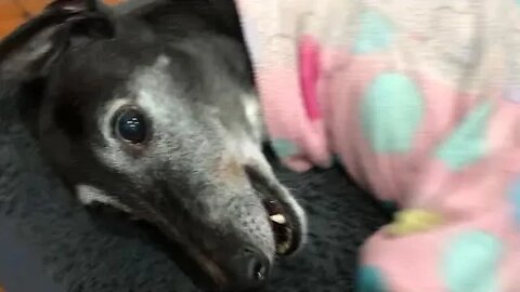 Little chat with Elsa the disabled greyhound