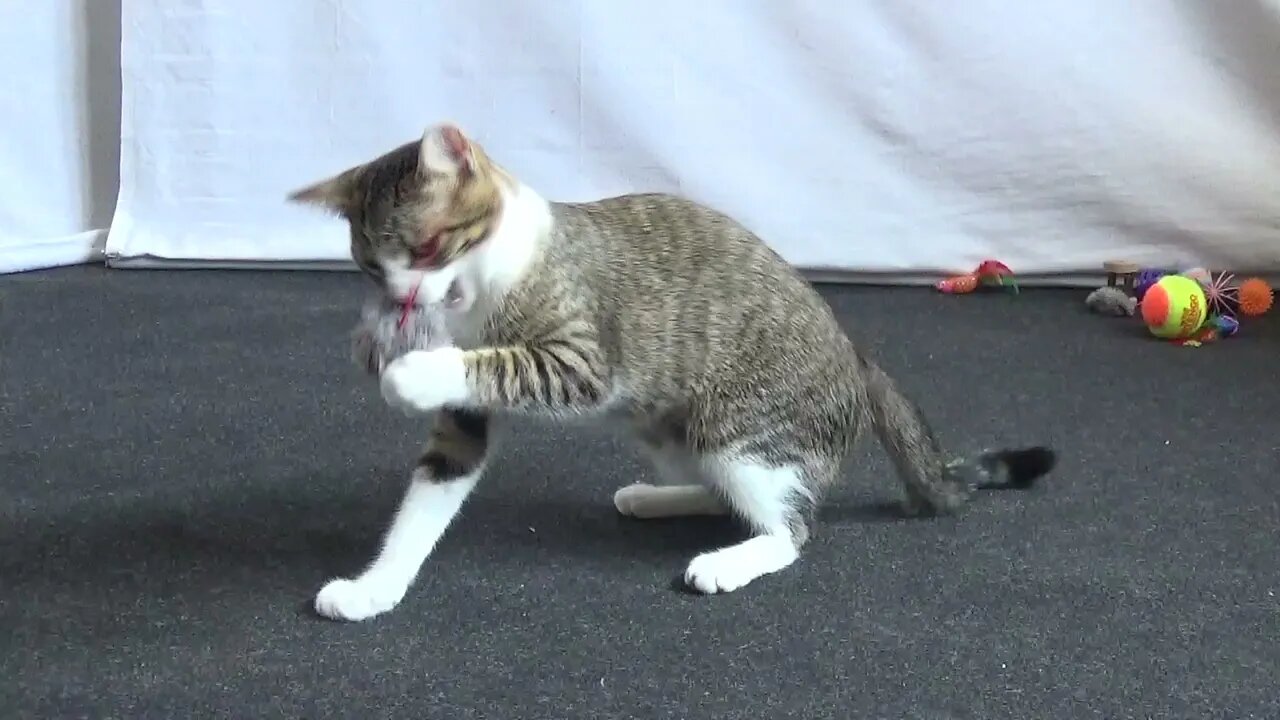 Energetic Little Cat Plays with the Grey Fluff Ball