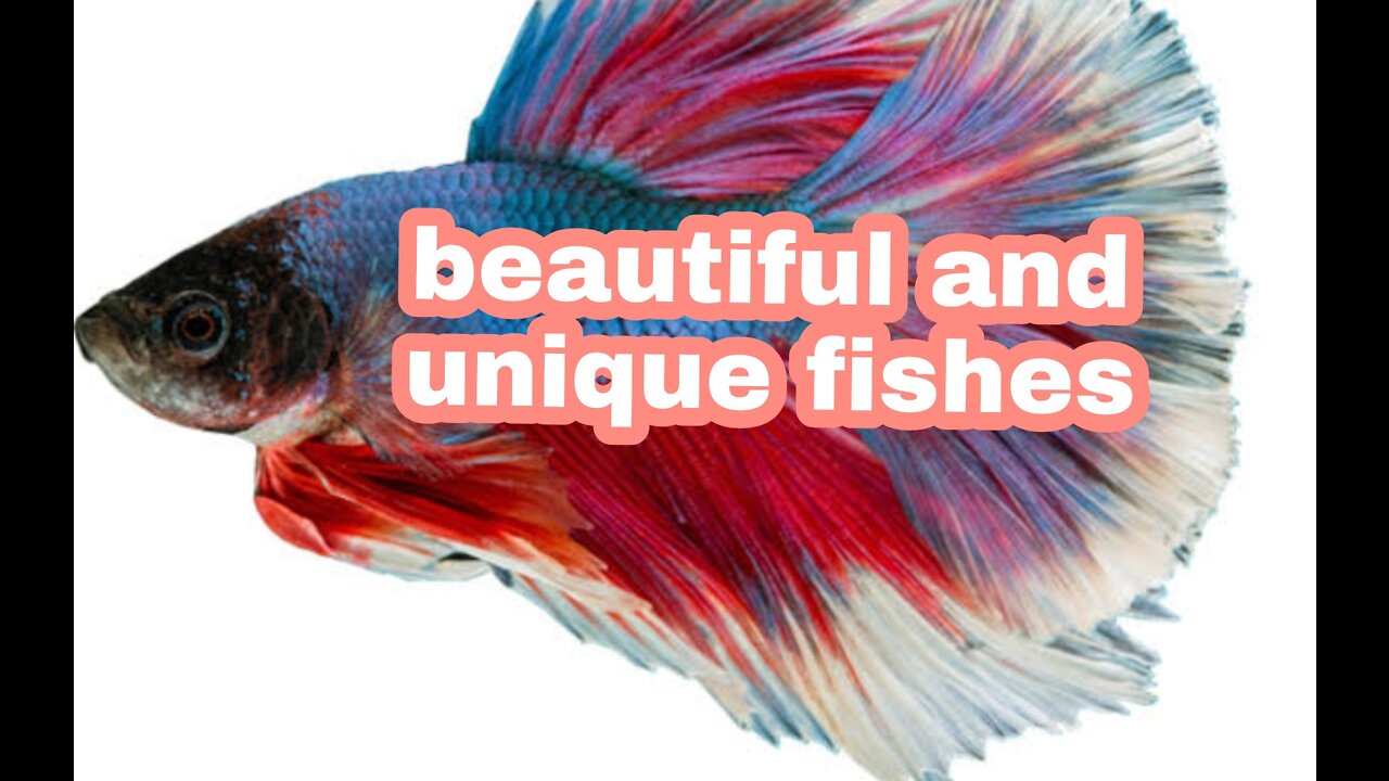 Beautiful and unique fishes