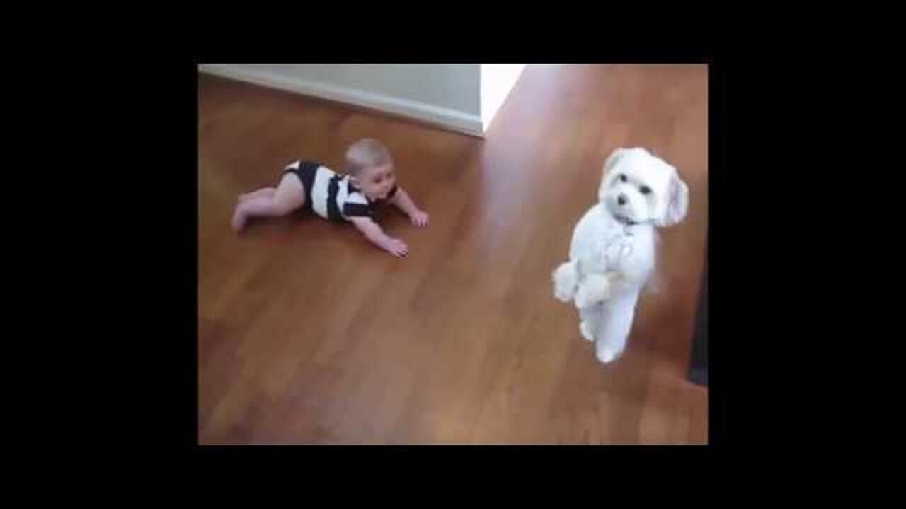 Top 10 Funny Dancing Dogs Compilation - Try Not To Laugh